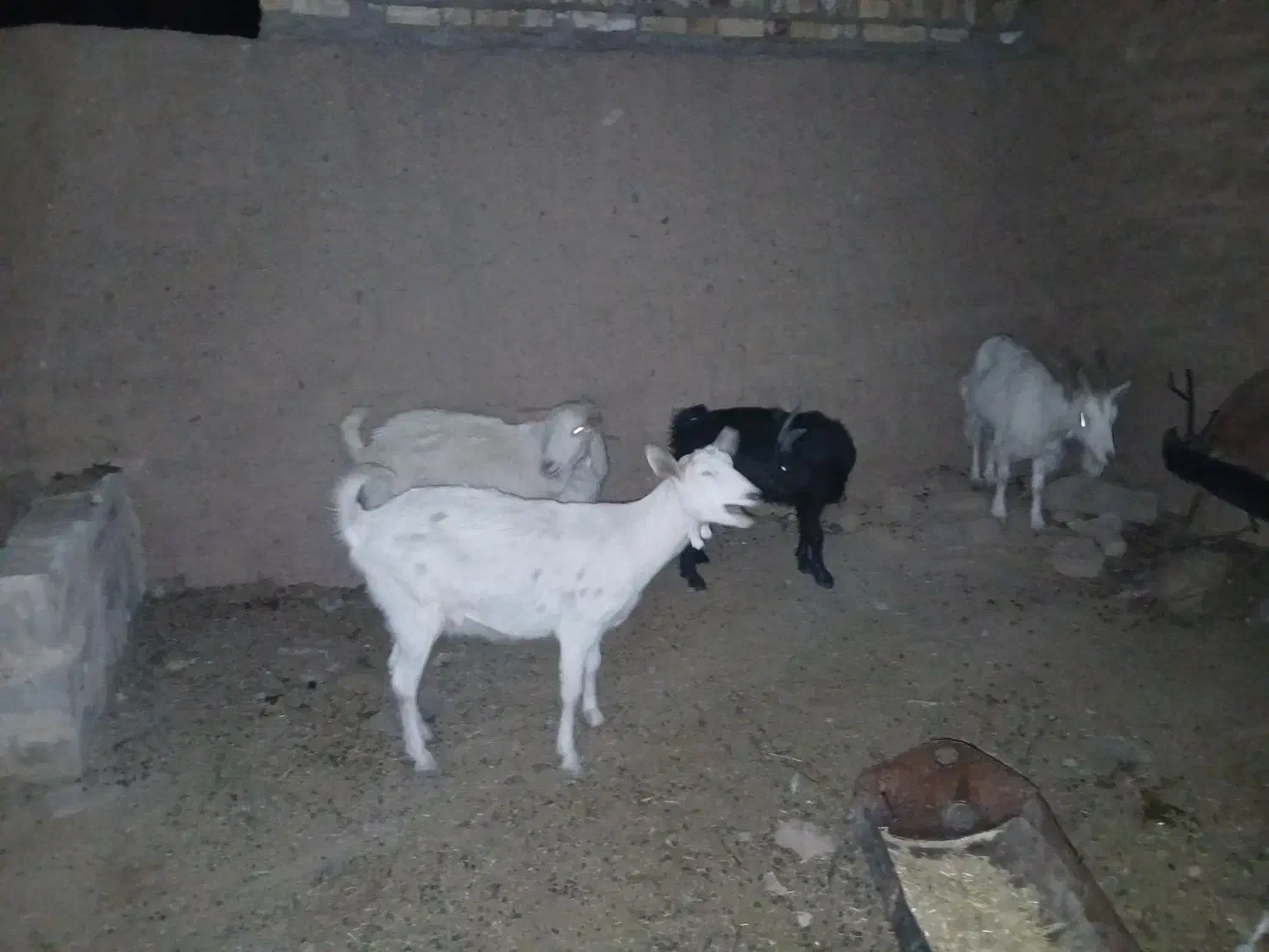 دو بز سانن دوقلو زا ابستن و یه چبش اصل سانن|حیوانات مزرعه|درمیان, |دیوار