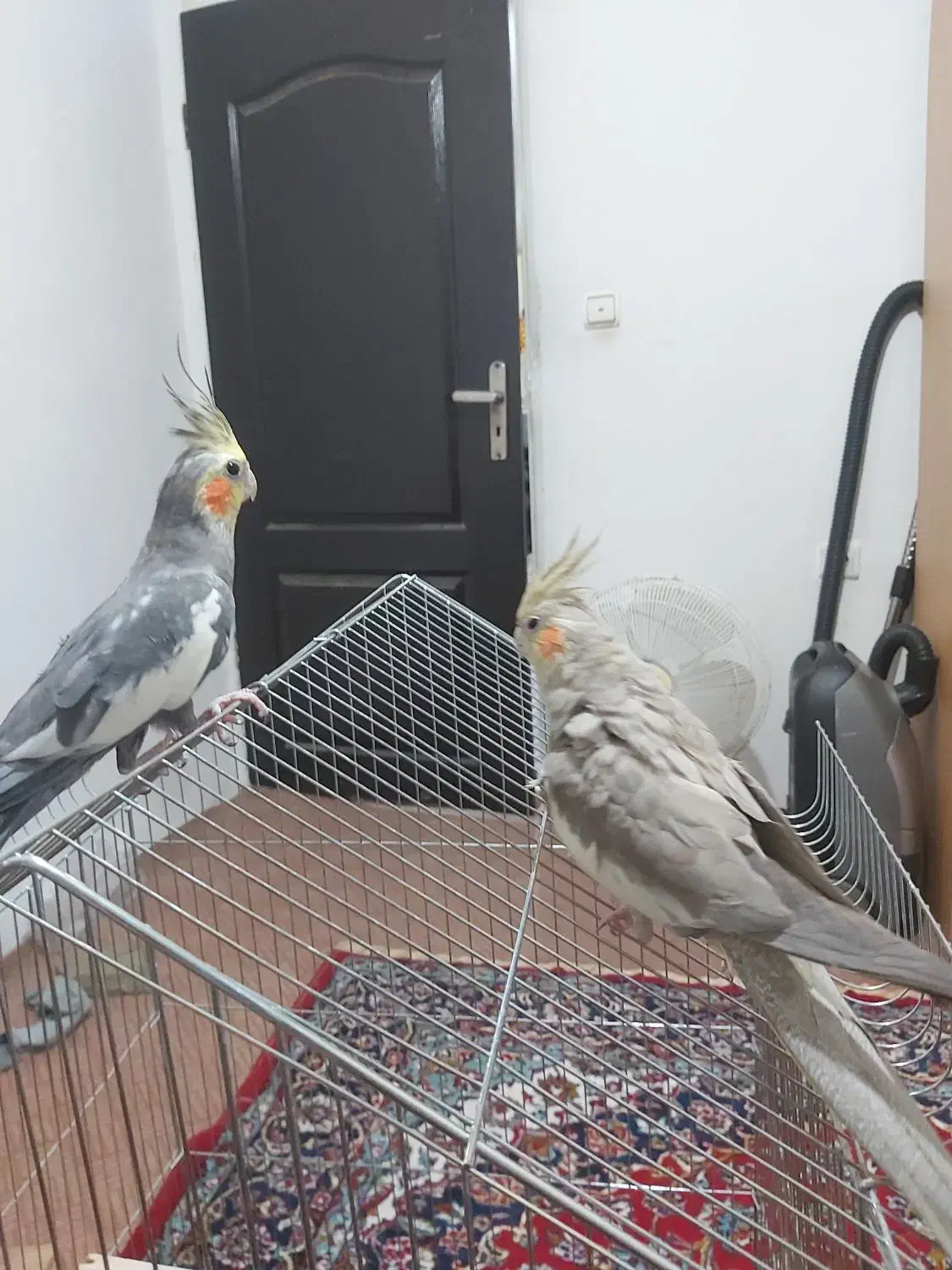 دو جفت عروس هلندی مولد|پرنده|محمدشهر, کوی بهار|دیوار