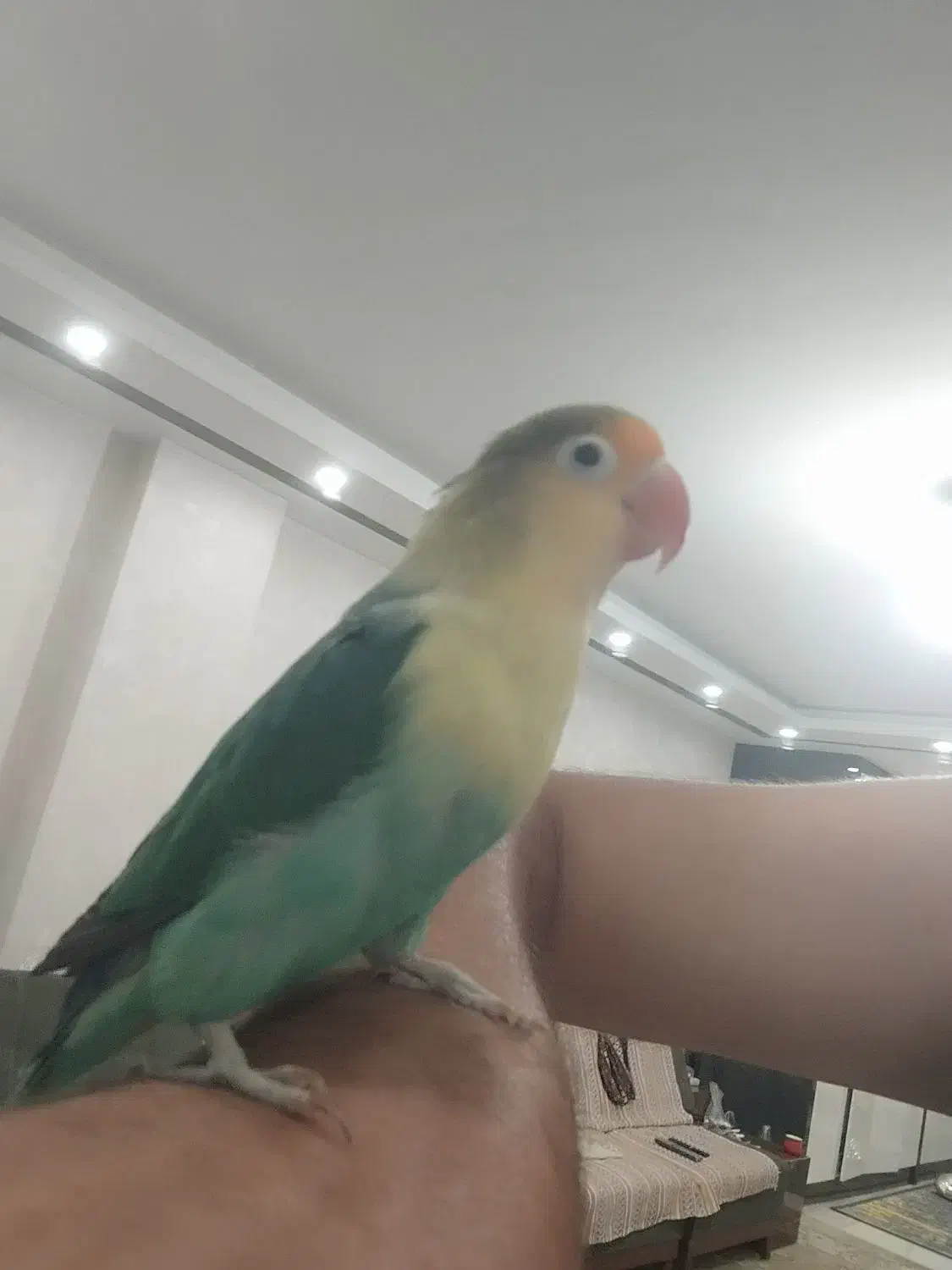 طوطی برزیلی (کوتوله) ماده|پرنده|فولادشهر, C7|دیوار