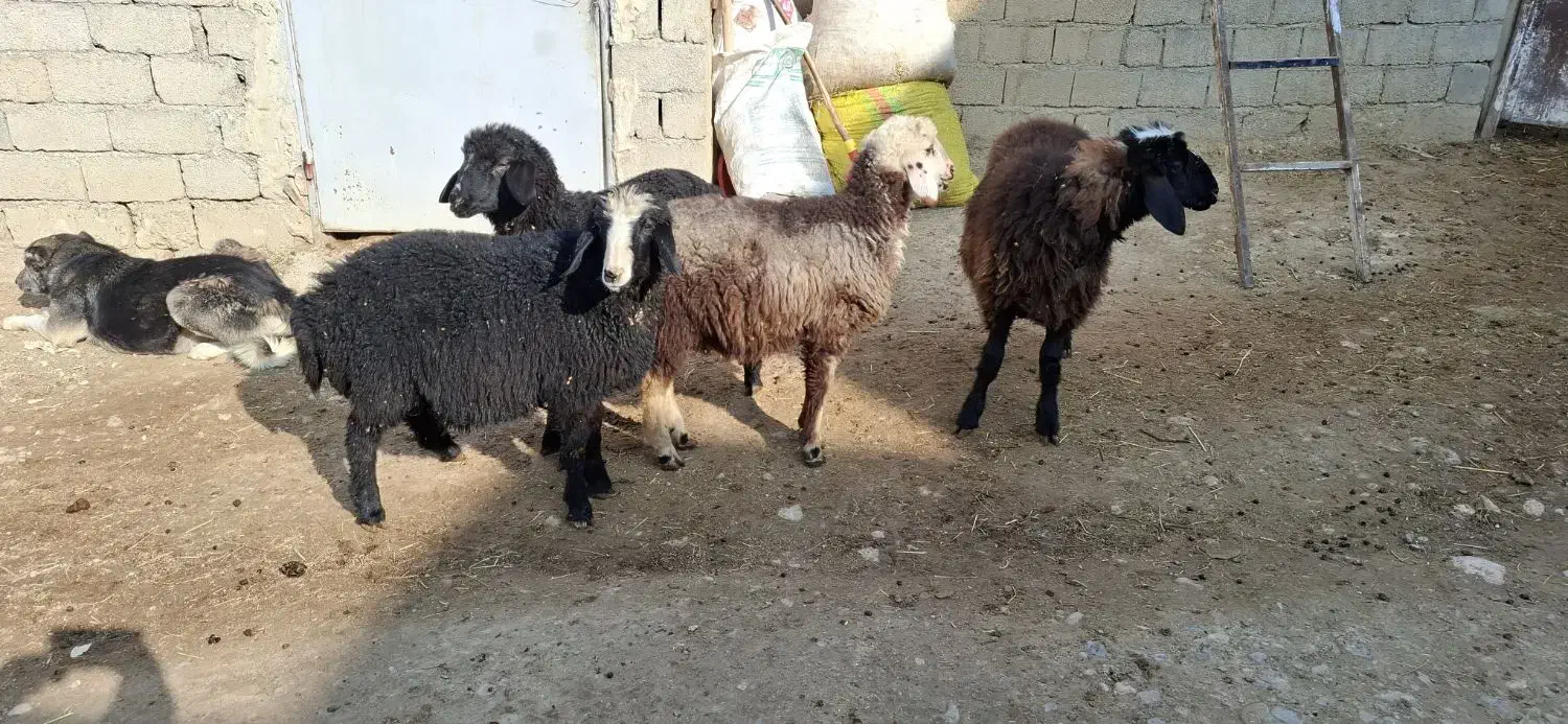 ۴راس بره برای فروش|حیوانات مزرعه|مهاباد (آذربایجان غربی), |دیوار