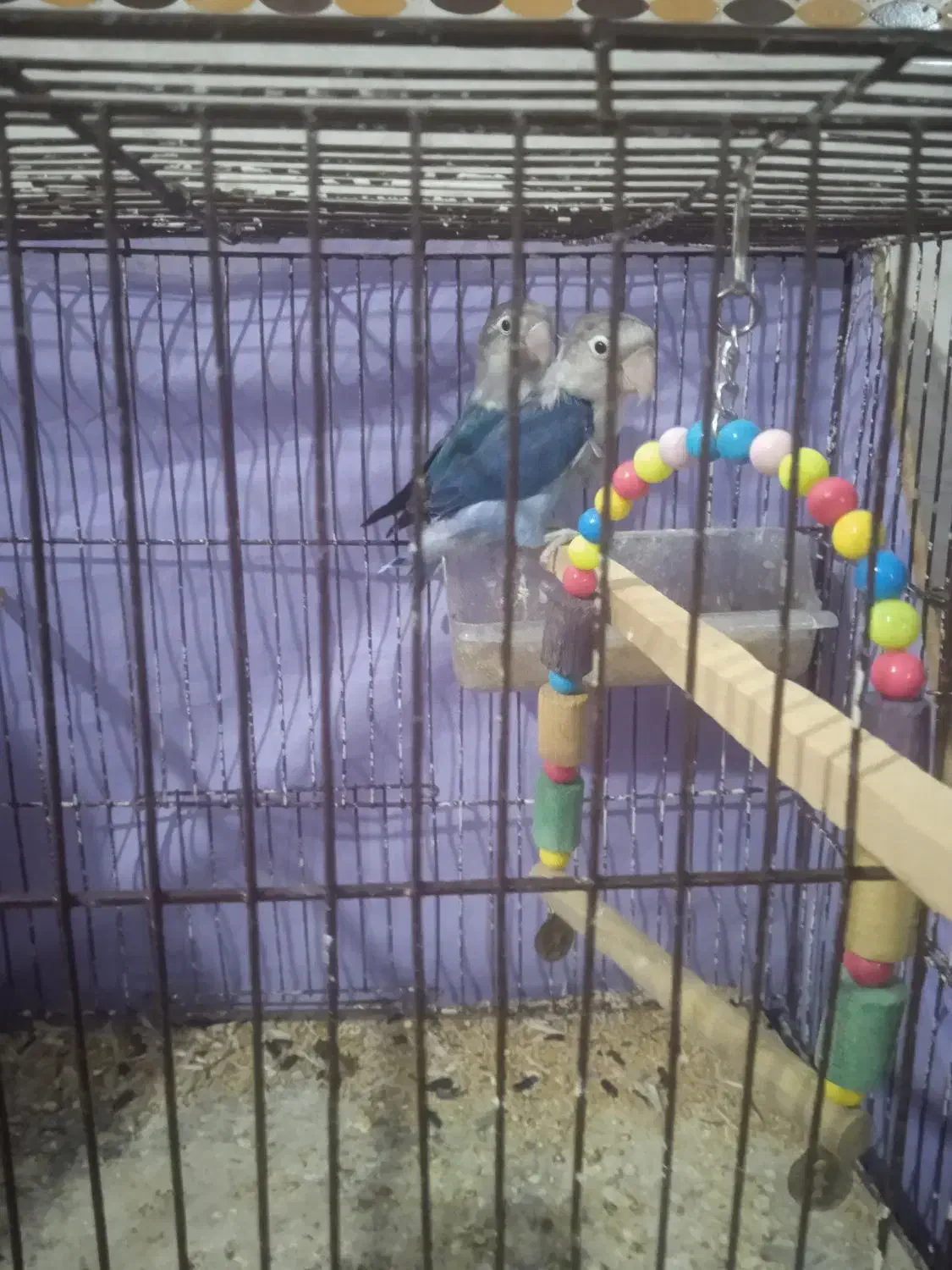 طوطی فروشی|پرنده|نرماشیر, |دیوار