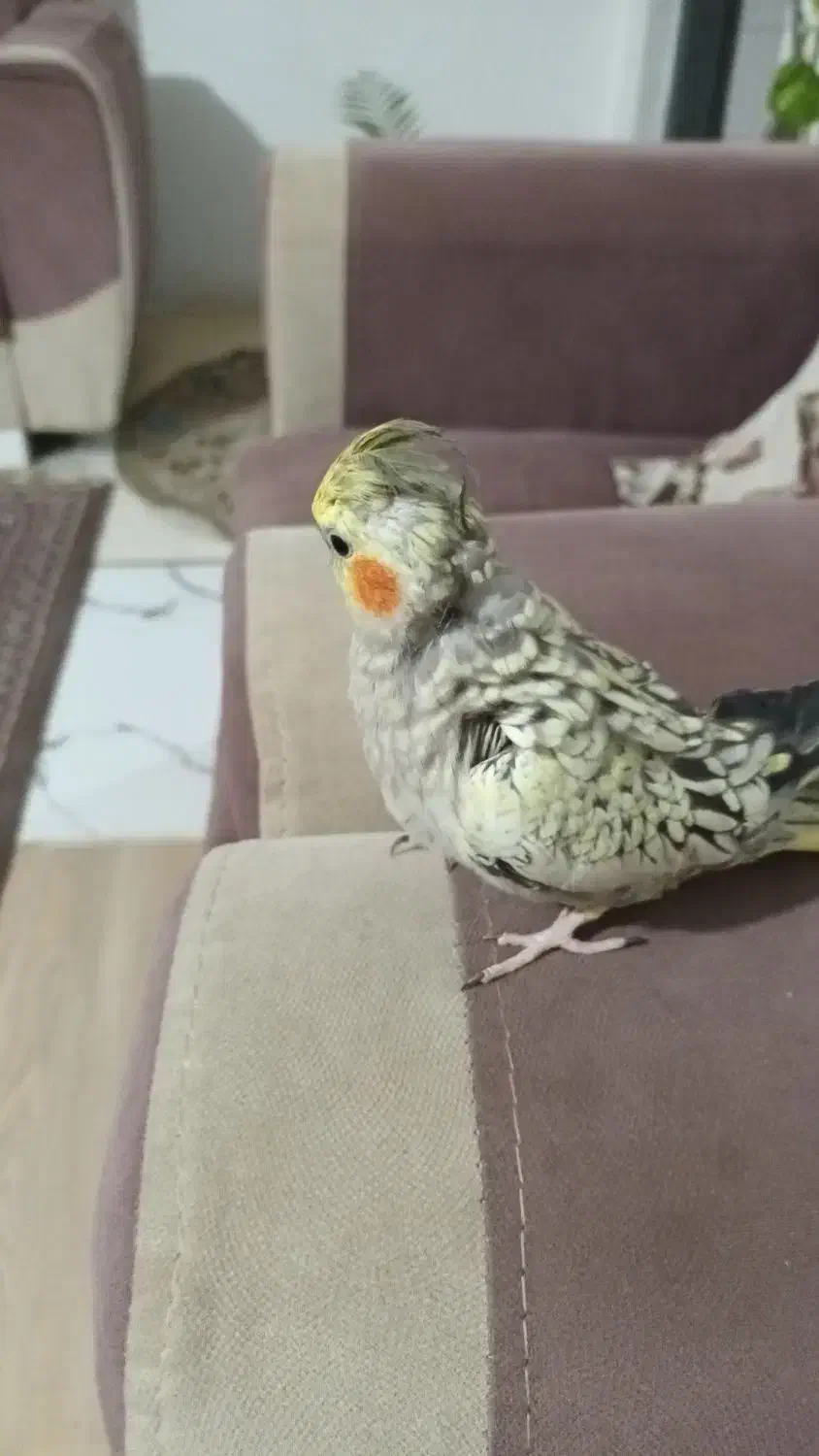 پرنده|پرنده|رشت, توشیبا|دیوار