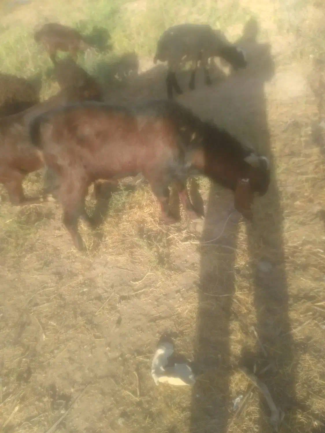 بز نر پاکستانی|حیوانات مزرعه|اسفرورین, |دیوار