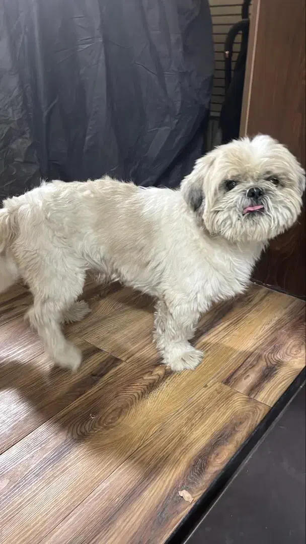 واگذاری سگ رایگان|سگ|شاهینشهر, بوستان حافظ|دیوار