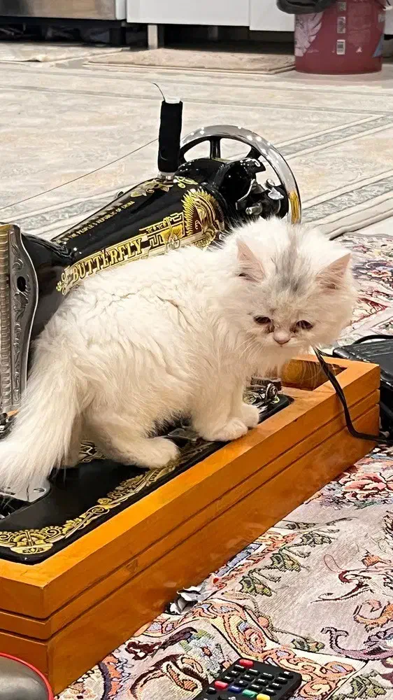 واگذاری|گربه|بندرعباس, |دیوار