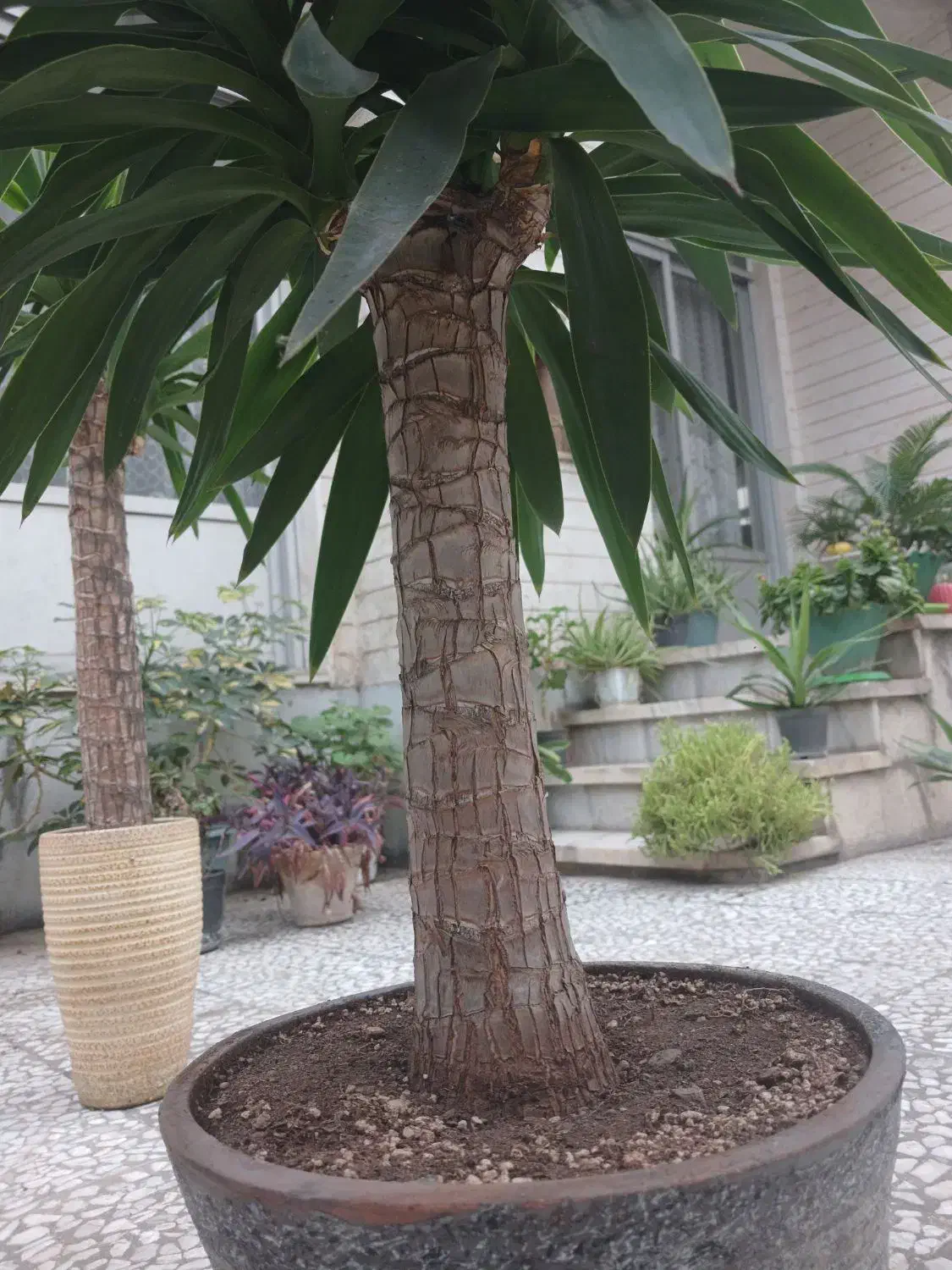 یوکا تزیینی|گل و گیاه طبیعی|رشت, استادسرا|دیوار