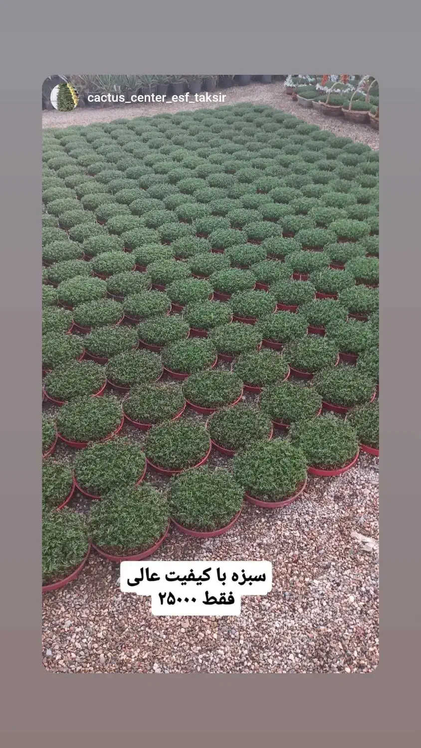 سبزه عید|گل و گیاه طبیعی|خمینی‌شهر, |دیوار