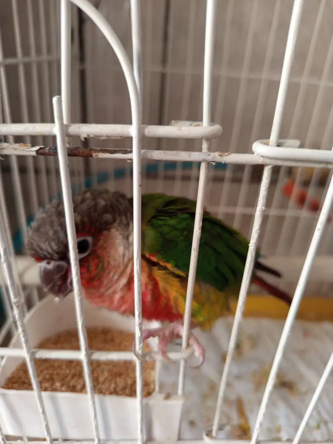 طوطی گریچینک کادوروز زن|پرنده|کاشان, خزاق|دیوار