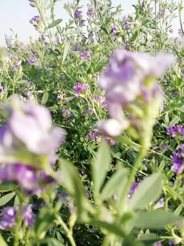 بذر یونجه درجه یک|عمدهفروشی|شیراز, نصر|دیوار