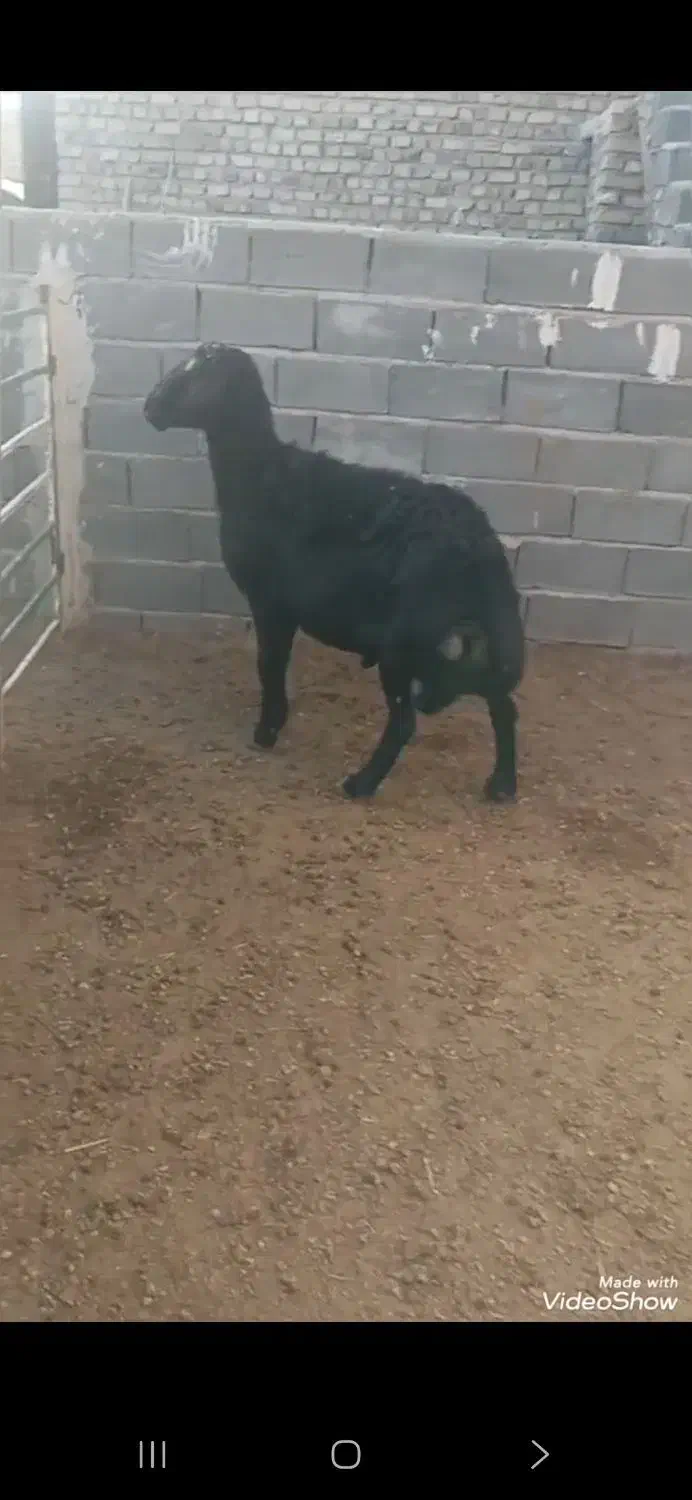 قوچ|حیوانات مزرعه|رضویه, |دیوار