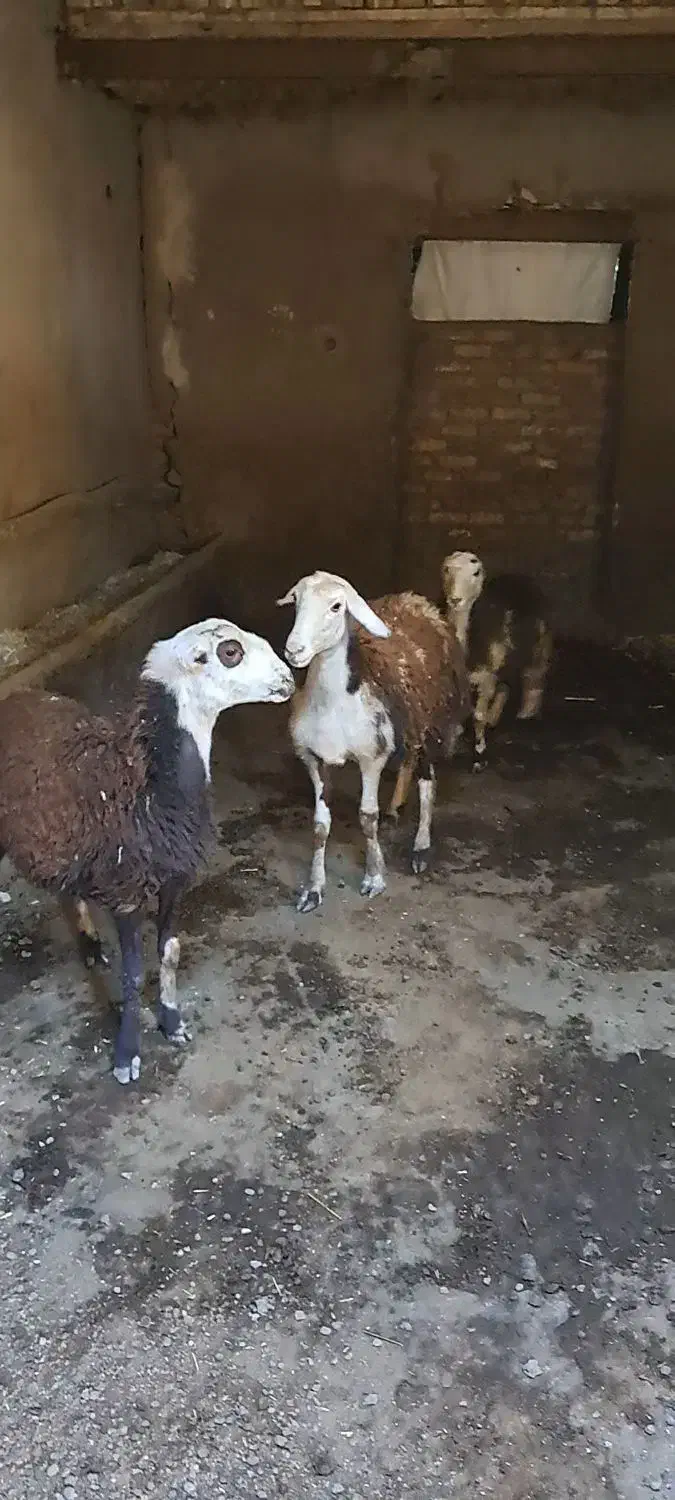 بره ماده|حیوانات مزرعه|بروجرد, |دیوار