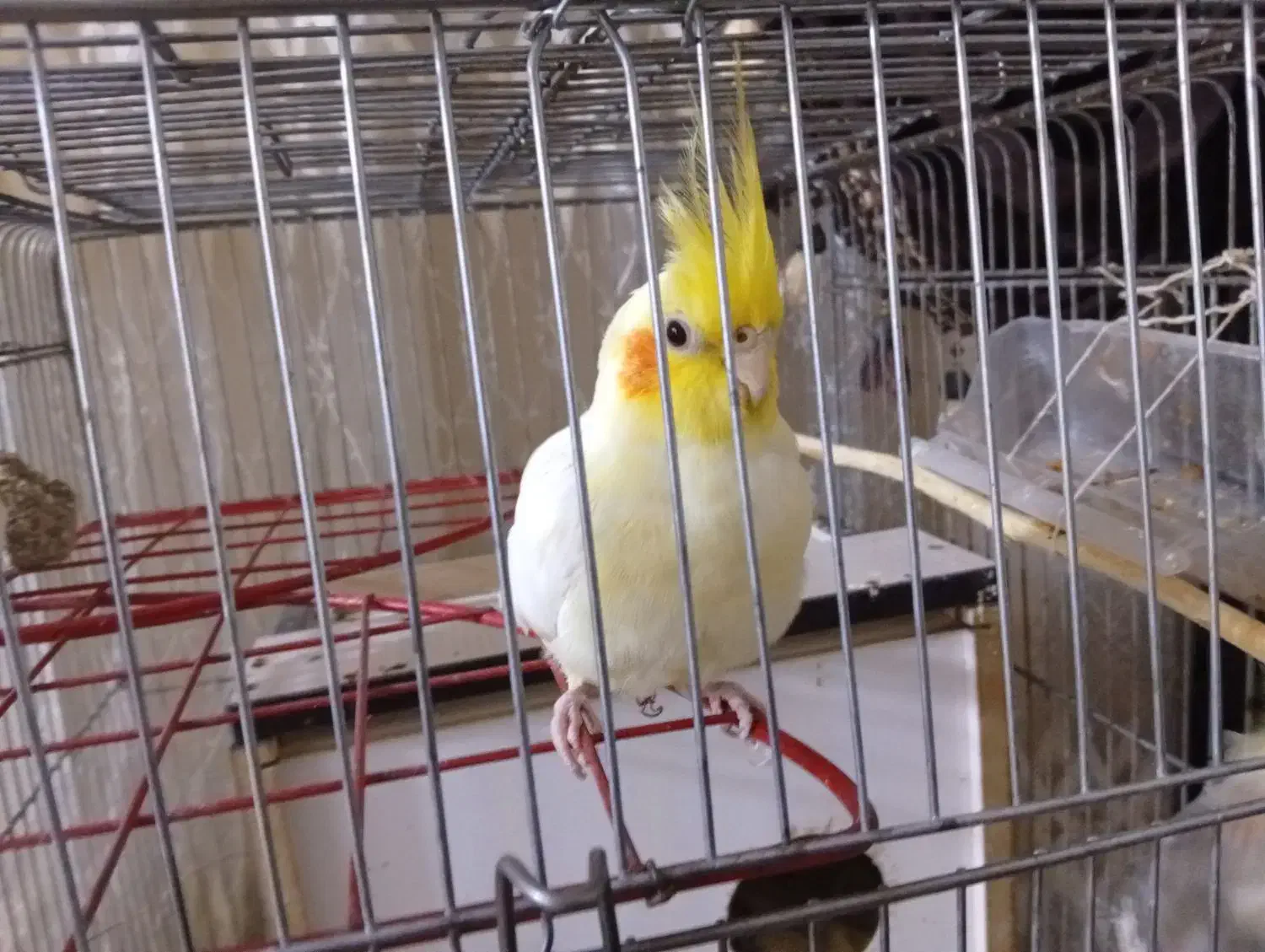 عروس هلندی سخنگو|پرنده|سنندج, |دیوار