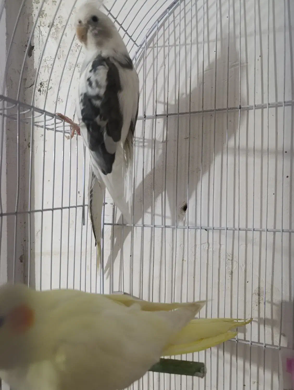 عروس هلندی|پرنده|قم, علی آباد|دیوار