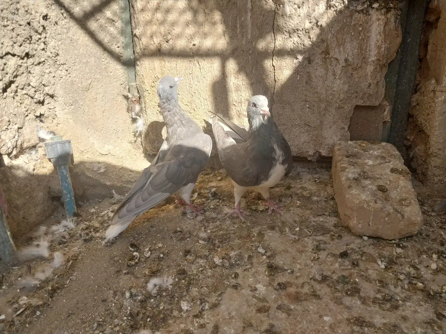 خوشرنگ الماسی یال چپ سبز پرشی پلاکی|پرنده|کوه چنار, |دیوار