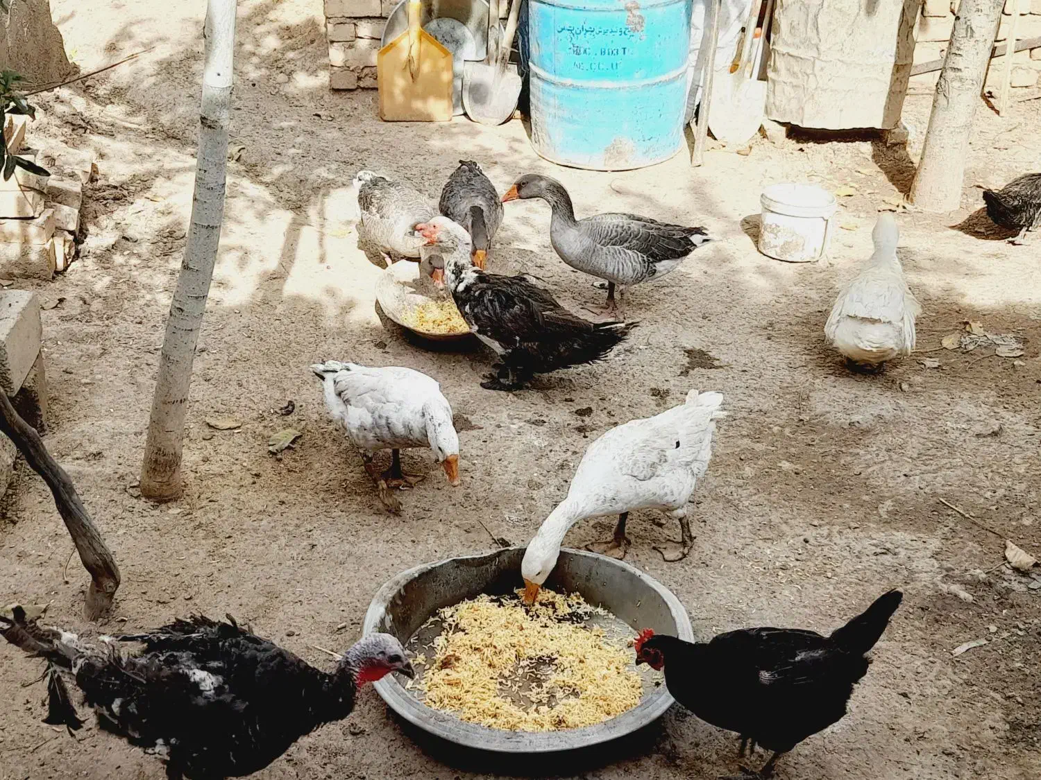 غاز و قو غاز.|حیوانات مزرعه|قزوین, |دیوار