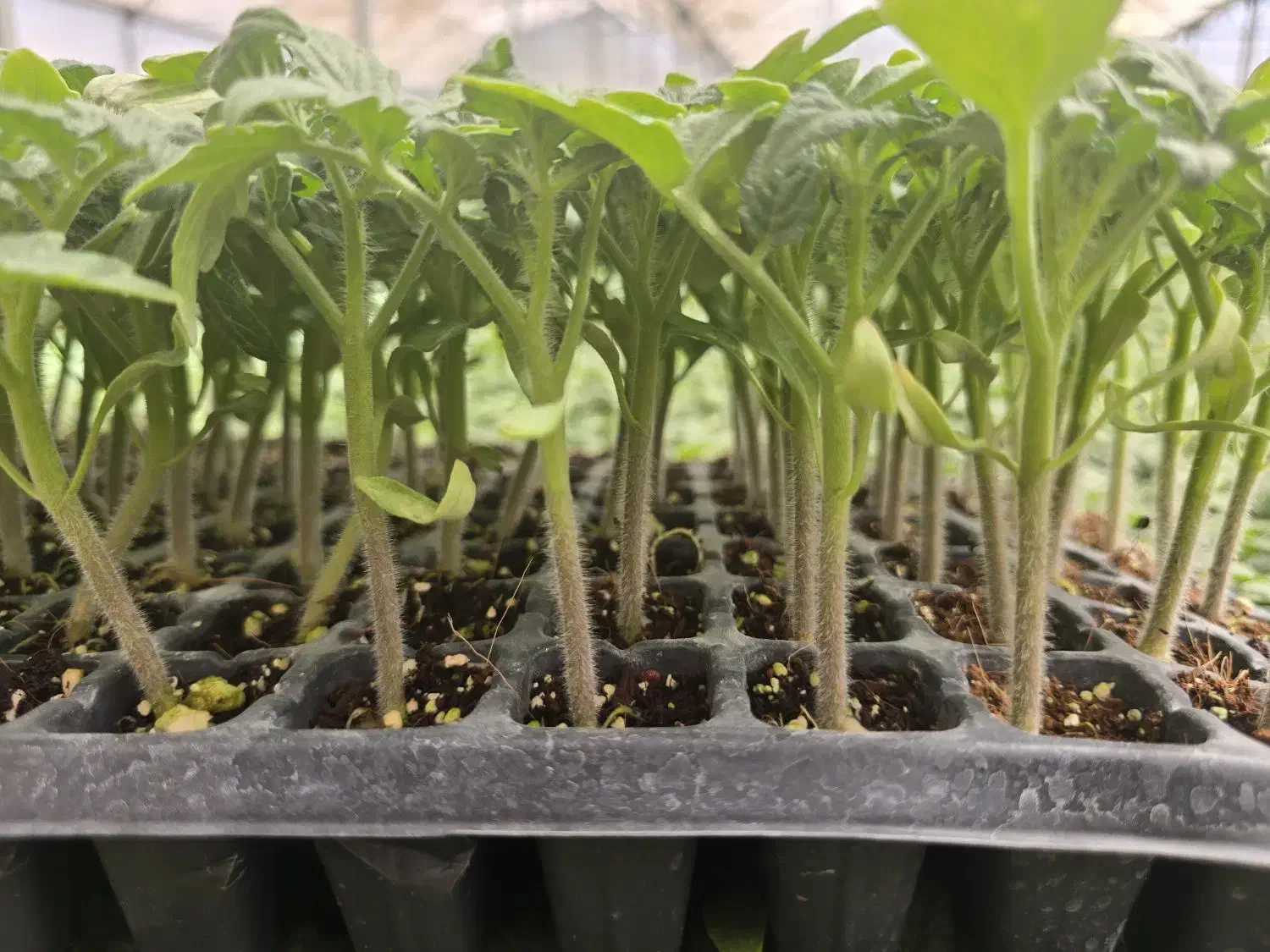 انواع نشا صیفیجات|خدمات باغبانی و درختکاری|بندرعباس, |دیوار