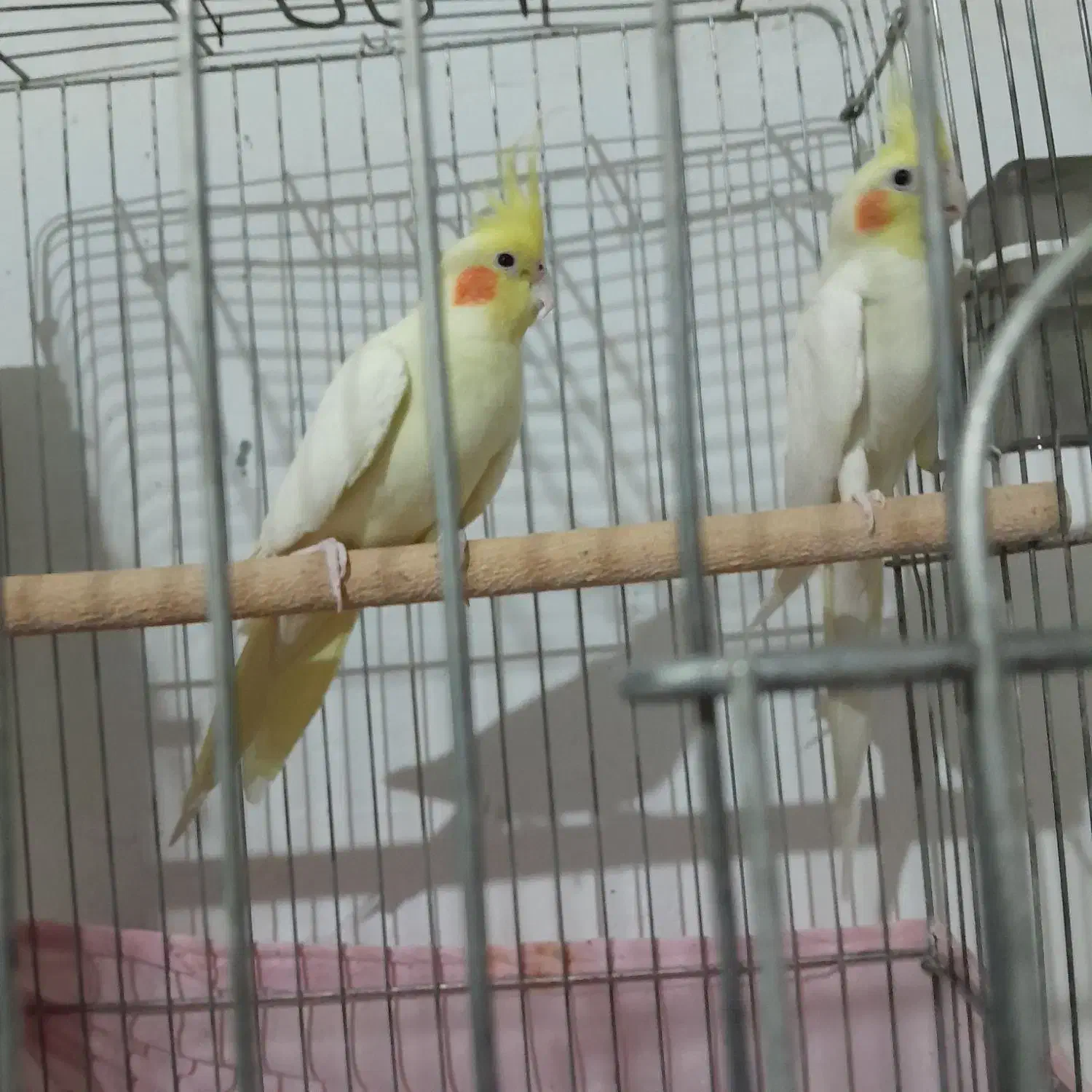 قفس عروس هلندی|لوازم جانبی حیوانات|پاکدشت, خاتون آباد|دیوار