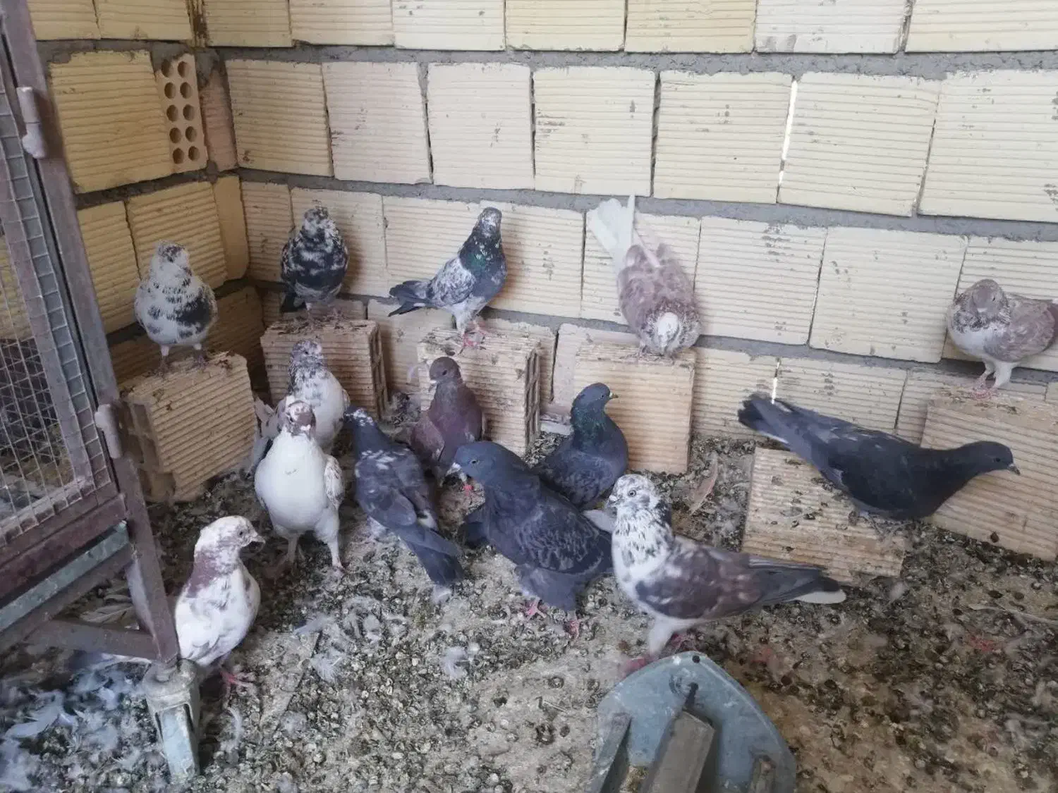 تعدادی کبوتر  تهرانی|پرنده|خمینی‌شهر, |دیوار