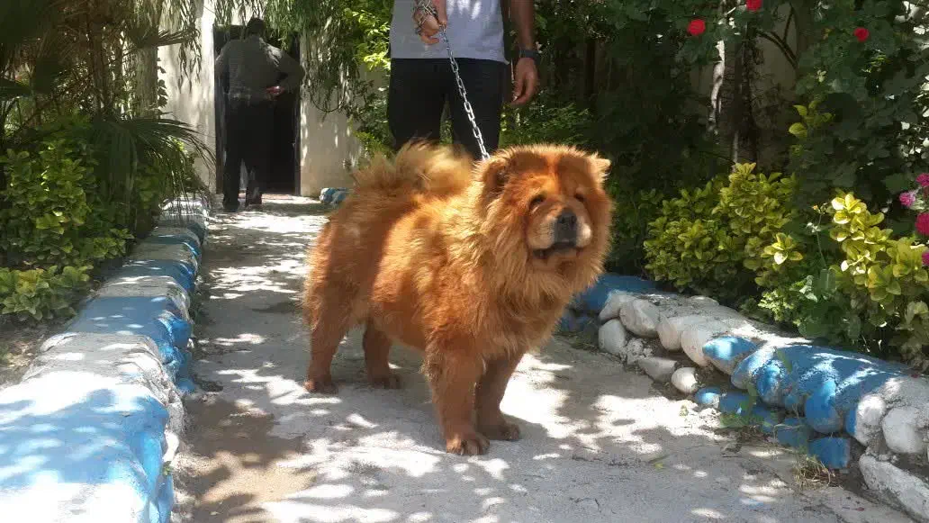 سگ چاو چاو|سگ|تهران, زعفرانیه|دیوار