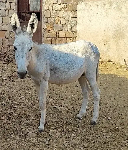 نره خر|حیوانات مزرعه|آبدانان, |دیوار