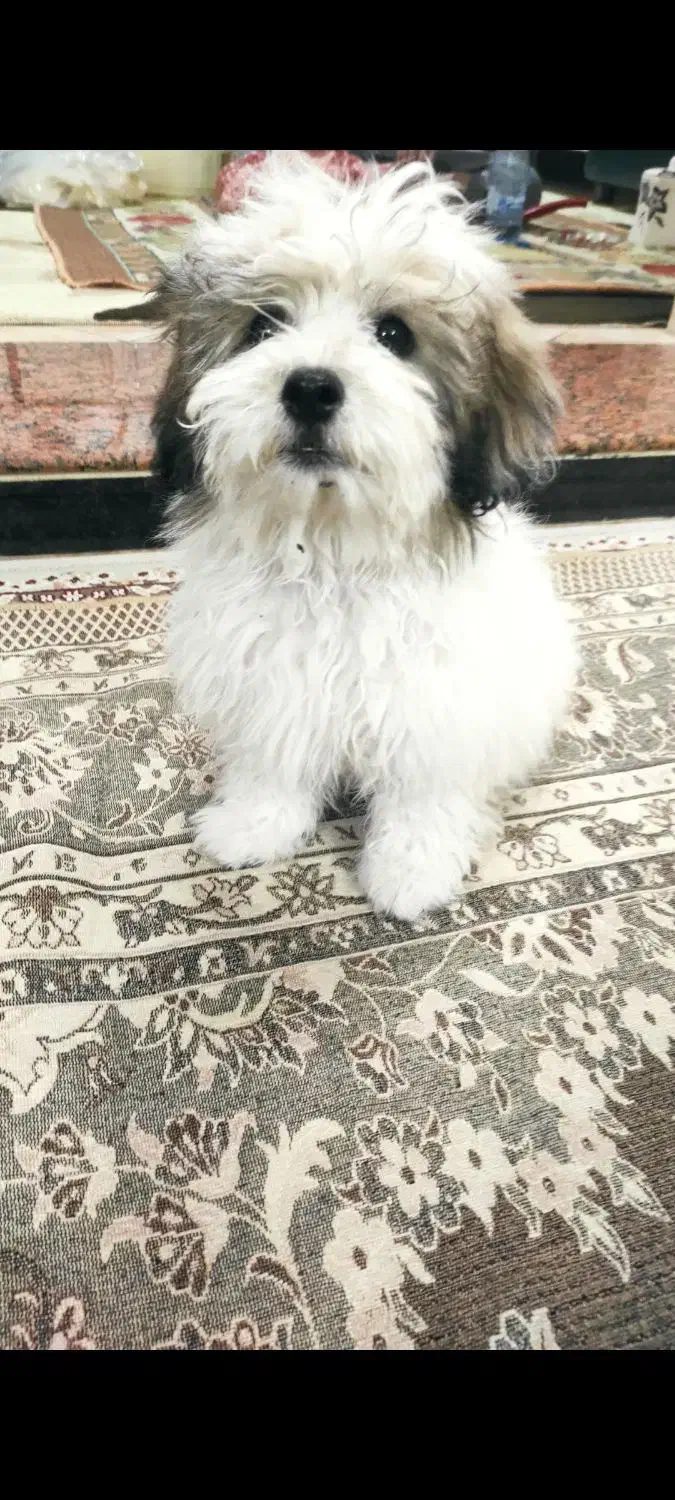 سگ شیتزو فلت شناسنامه دار|سگ|باغستان, |دیوار