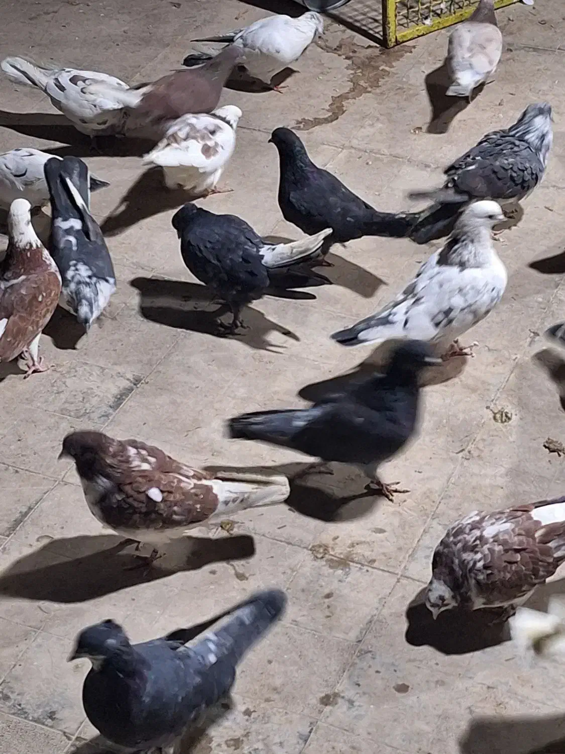 کفتر پرشی|پرنده|مشکیندشت, |دیوار