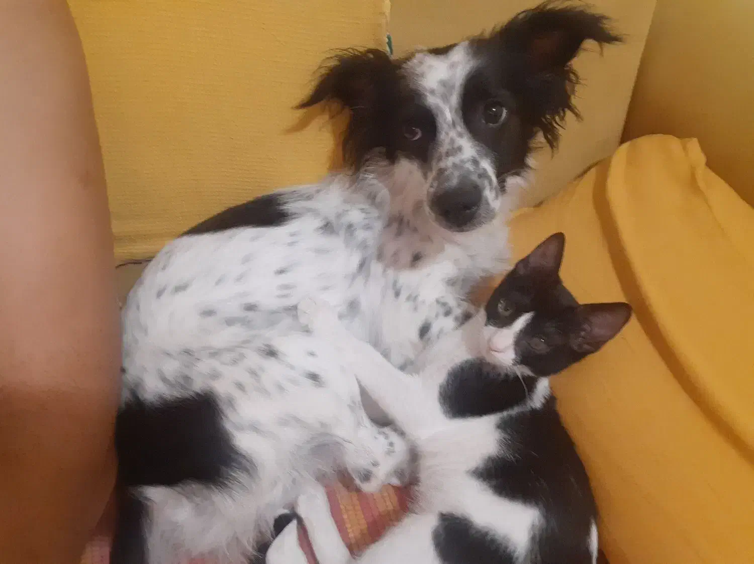 فروش سگ اشپیتز پوینتر|سگ|کیش, |دیوار