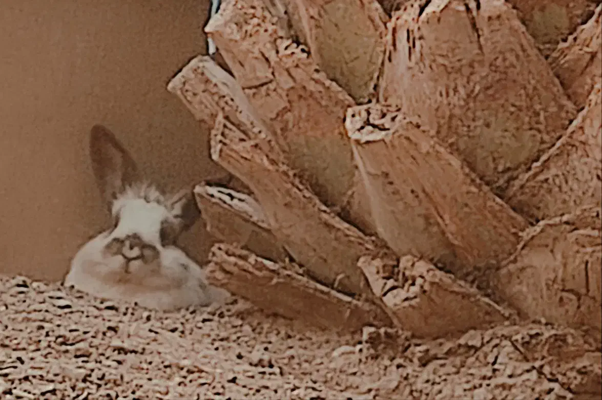 خرگوش خانگی|موش و خرگوش|خمینیشهر, |دیوار