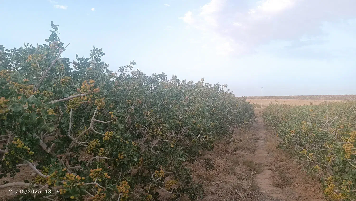 باغ پسته|فروش دفتر صنعتی، کشاورزی، تجاری|فردوس (خراسان), |دیوار