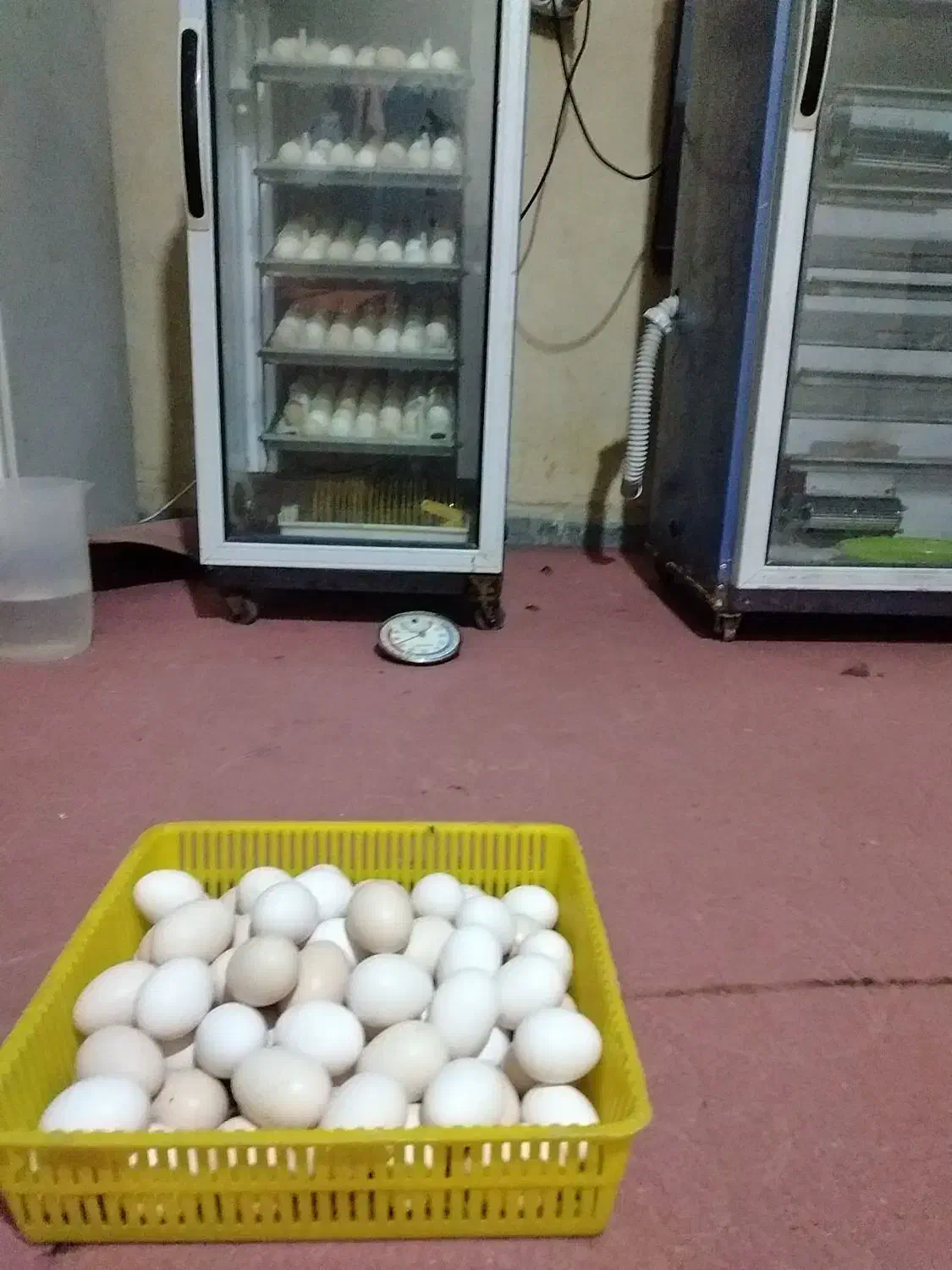 تخم مرغ محلی|خوردنی و آشامیدنی|اهواز, شهرک برق|دیوار