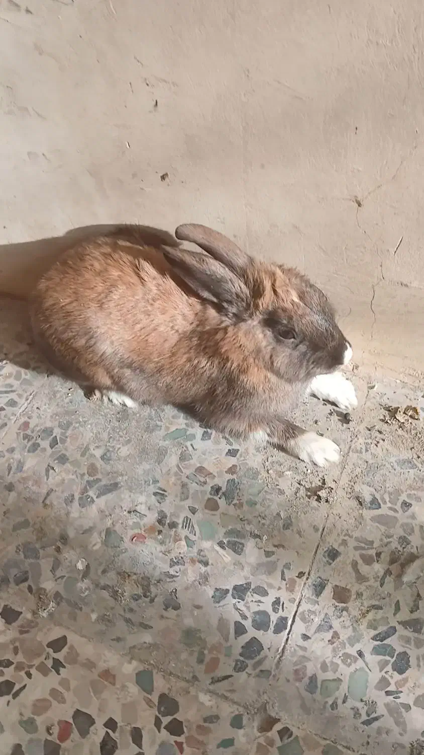 دو عدد خرگوش|موش و خرگوش|ایذه, |دیوار