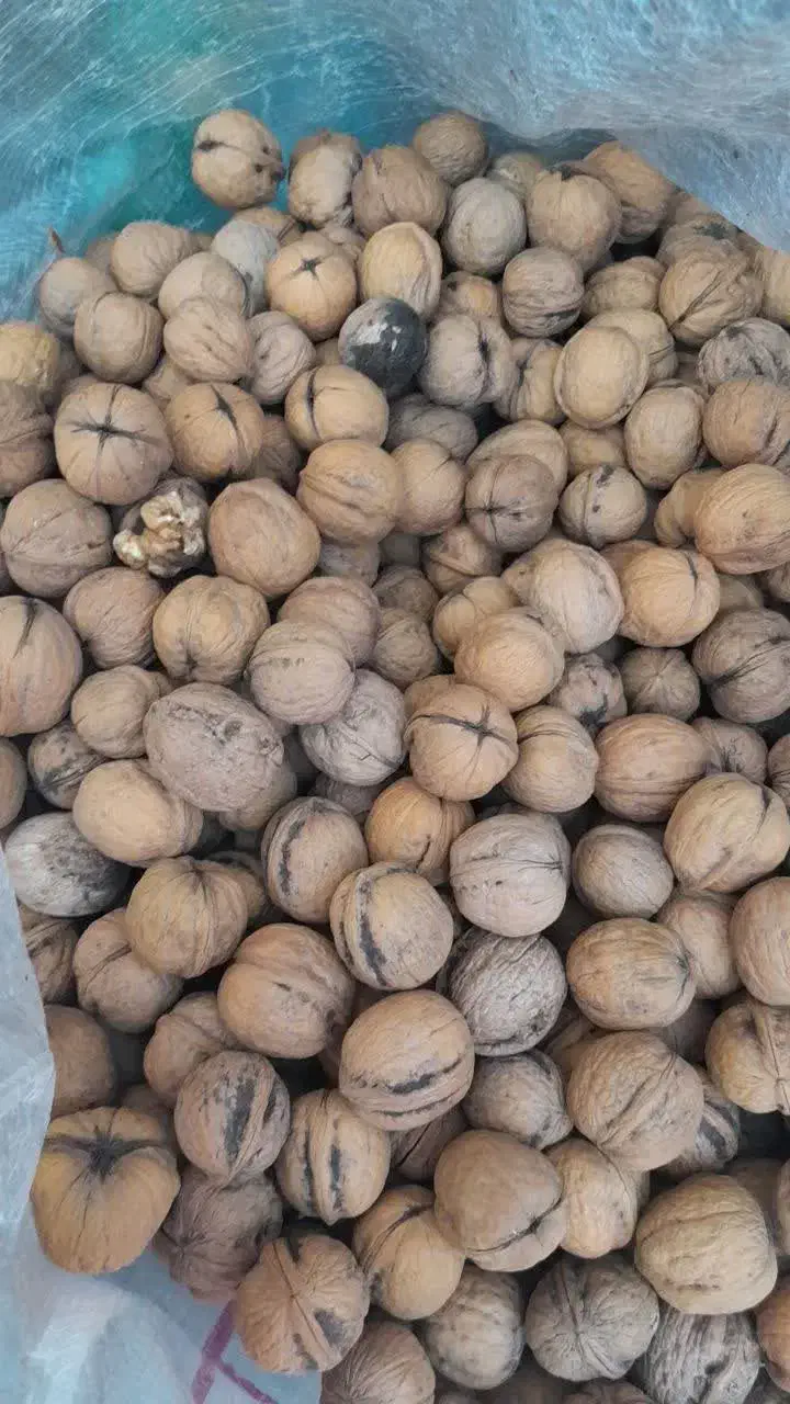 گردو کلات|خوردنی و آشامیدنی|رضویه, |دیوار