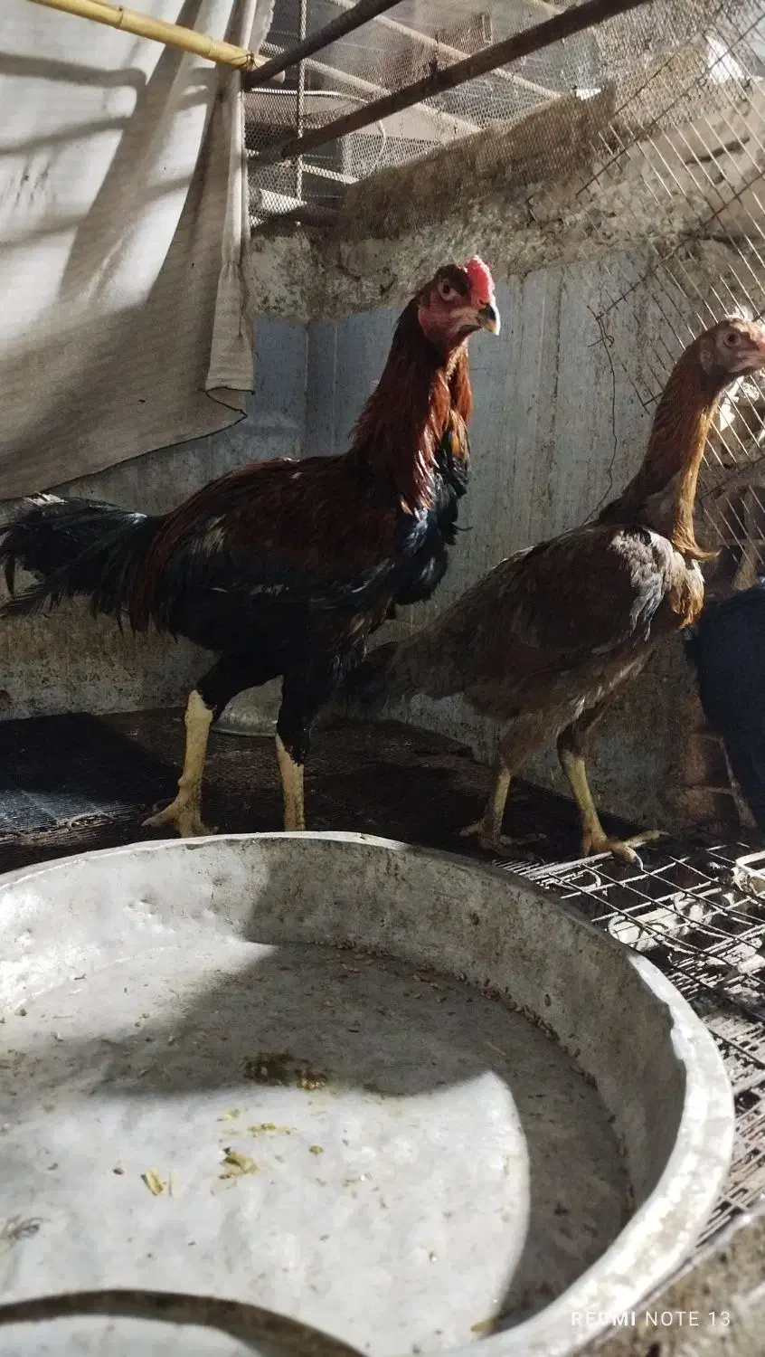 مرغ خروس لاری|حیوانات مزرعه|فاضل آباد, |دیوار