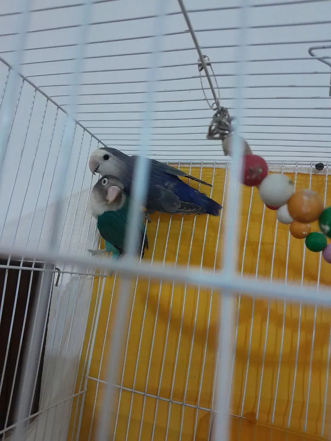 یک جفت عروس کوتوله اماده|پرنده|مشهد, کشف|دیوار