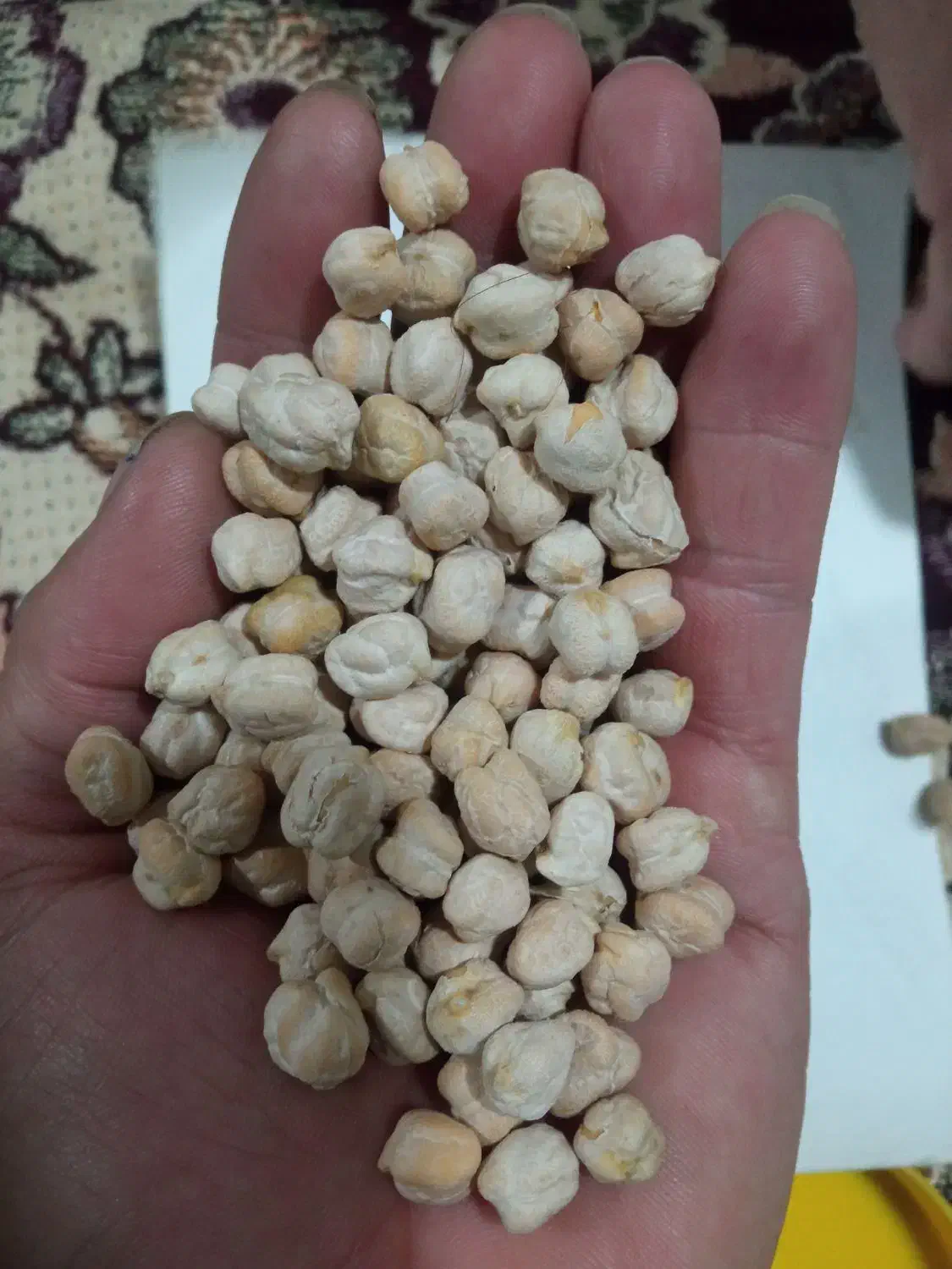 نخود|عمدهفروشی|دورود, |دیوار