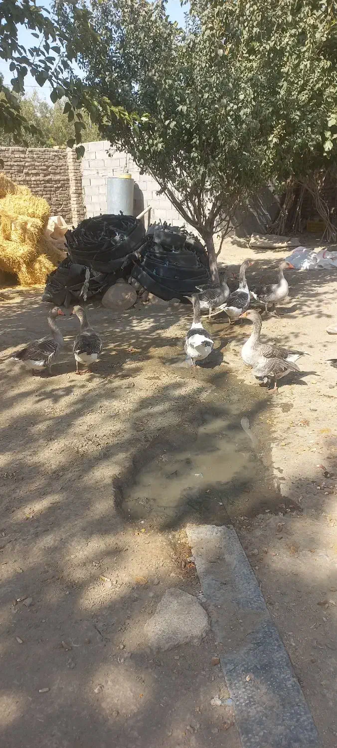 غاز|حیوانات مزرعه|جغتای, |دیوار