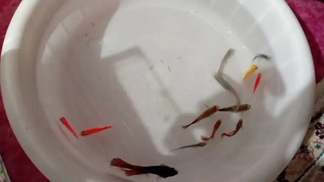 آکواریوم و ماهی|ماهی|ارومیه, |دیوار