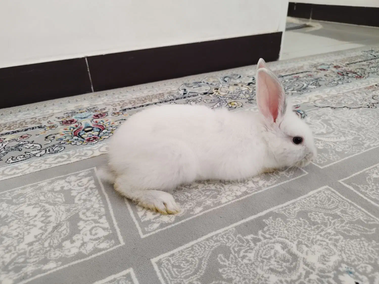 خرگوش سفید|موش و خرگوش|میاندوآب, |دیوار