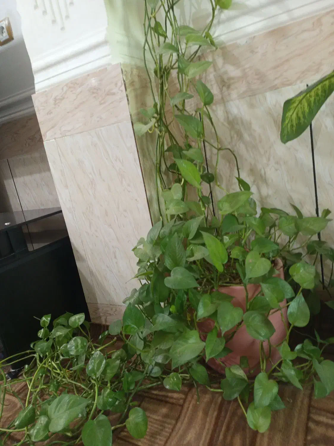 گل پتوس|گل و گیاه طبیعی|مسجد سلیمان, |دیوار