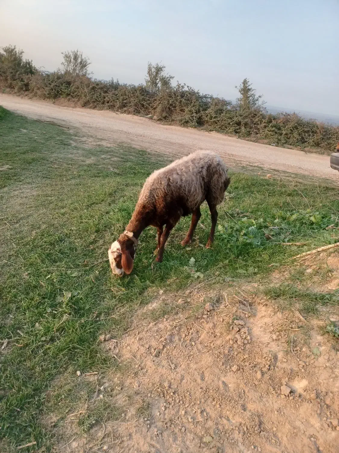 دو راس گوسفند ابستن|حیوانات مزرعه|نکا, |دیوار