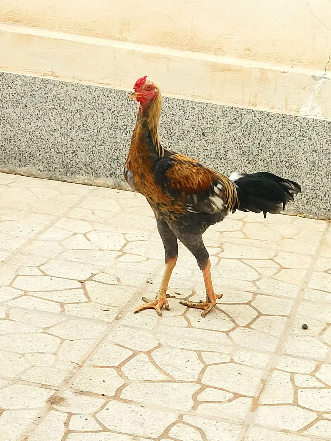 مرغ و خروس|حیوانات مزرعه|بندرلنگه, |دیوار