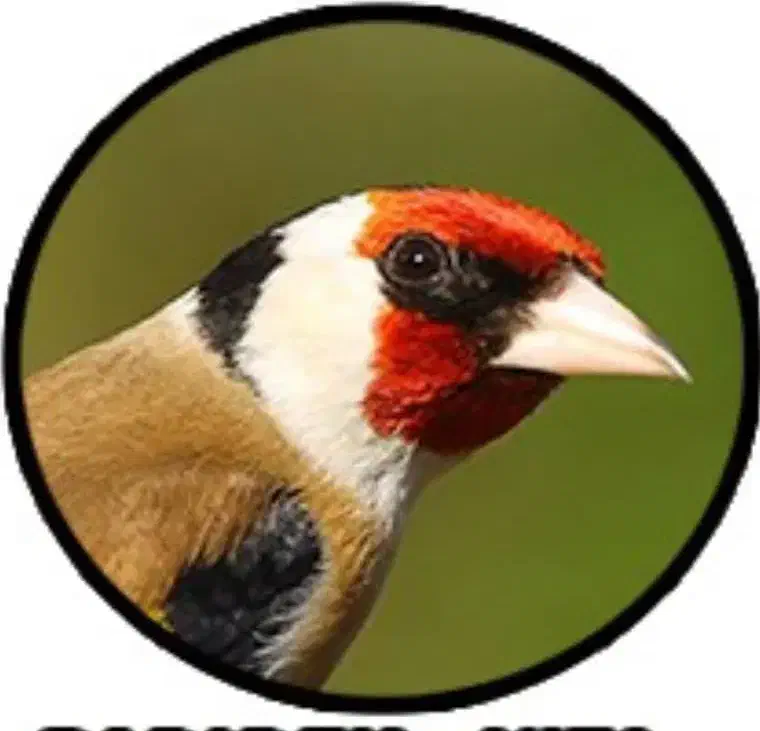 سهره|پرنده|مریوان, |دیوار