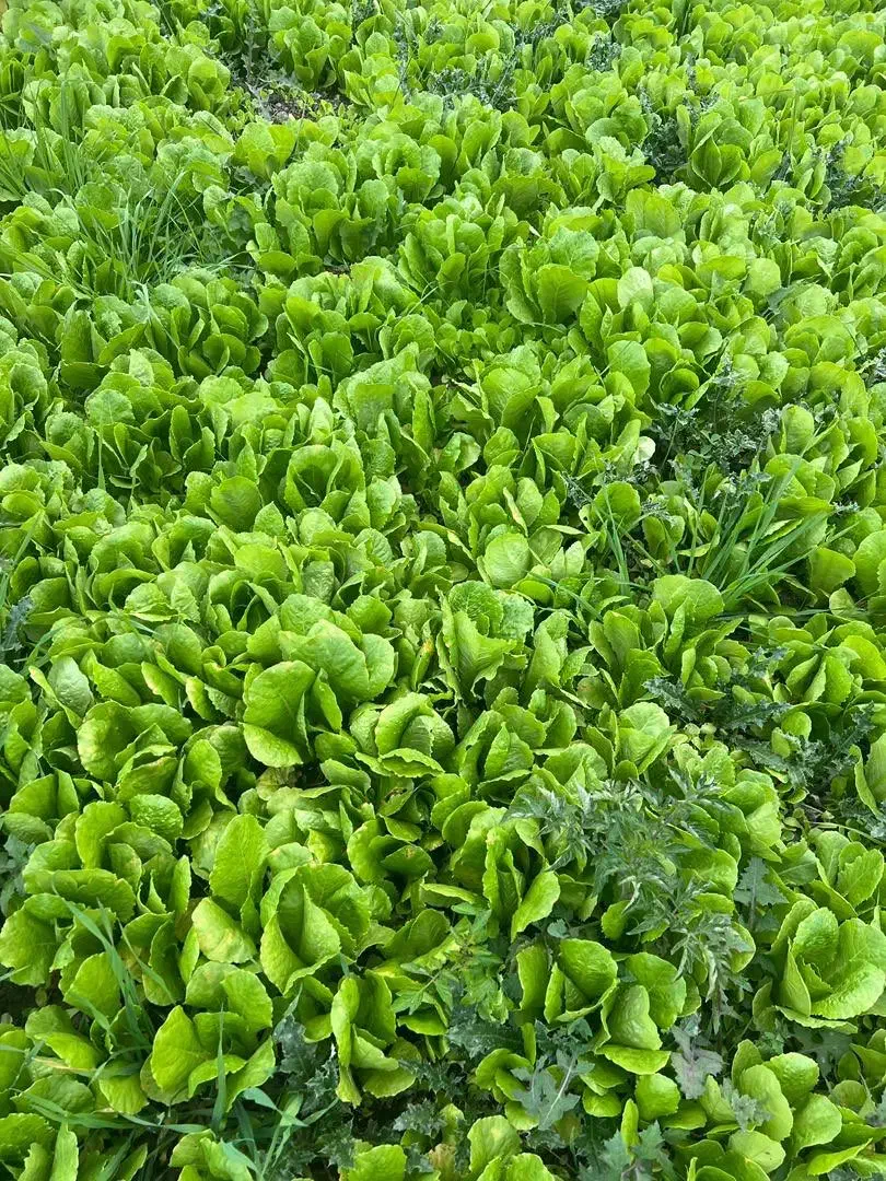 نهال کاهو|خدمات باغبانی و درختکاری|نکا, |دیوار