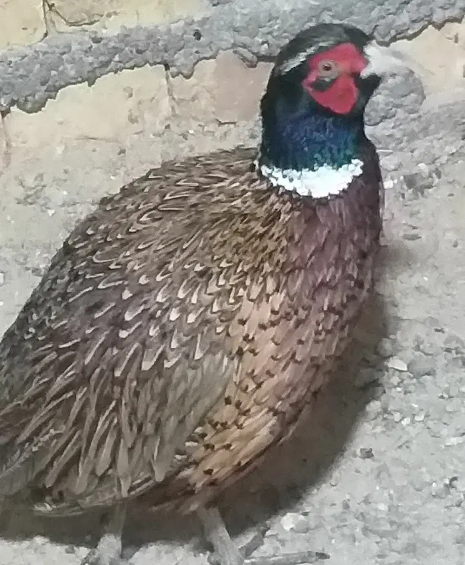 فروش|پرنده|خمینی‌شهر, |دیوار