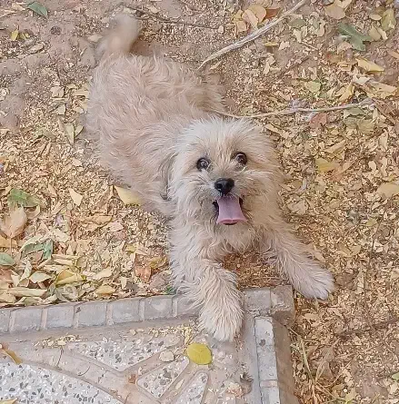 سگ پاکوتاه|سگ|اسفراین, |دیوار