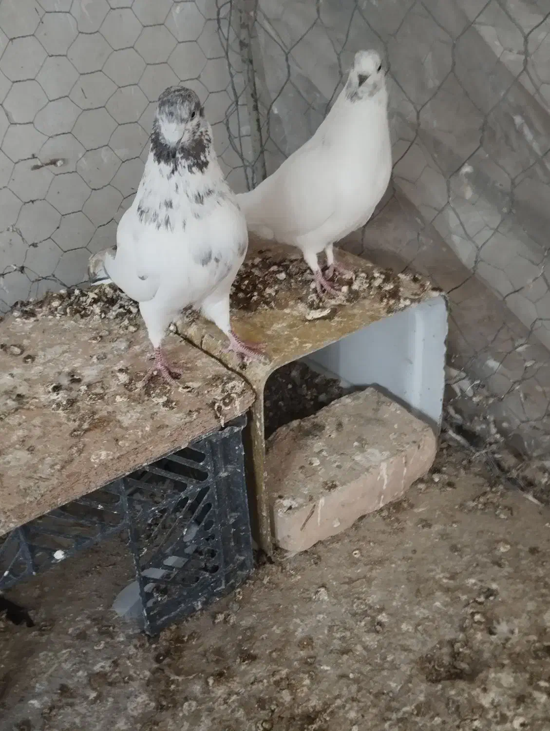 کبوتر جفت|پرنده|سیرجان, |دیوار