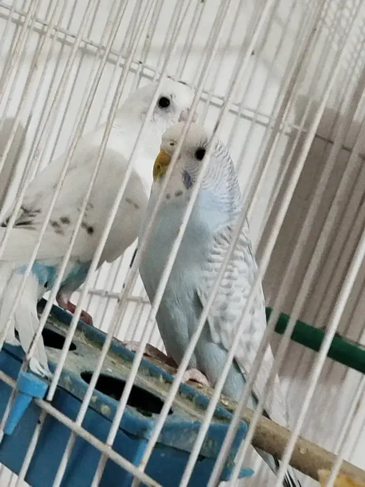 یه جفت فنچ یه جفت مرغ عشق|پرنده|زابل, |دیوار