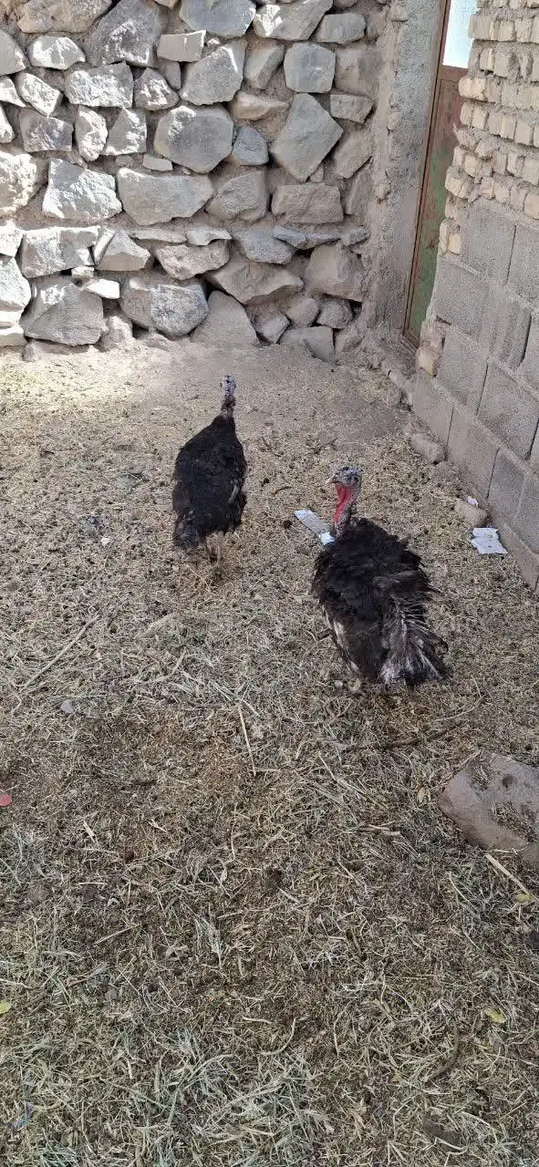 دو عدد بوقلموی جوان،تخم گذار|حیوانات مزرعه|بیرجند, |دیوار