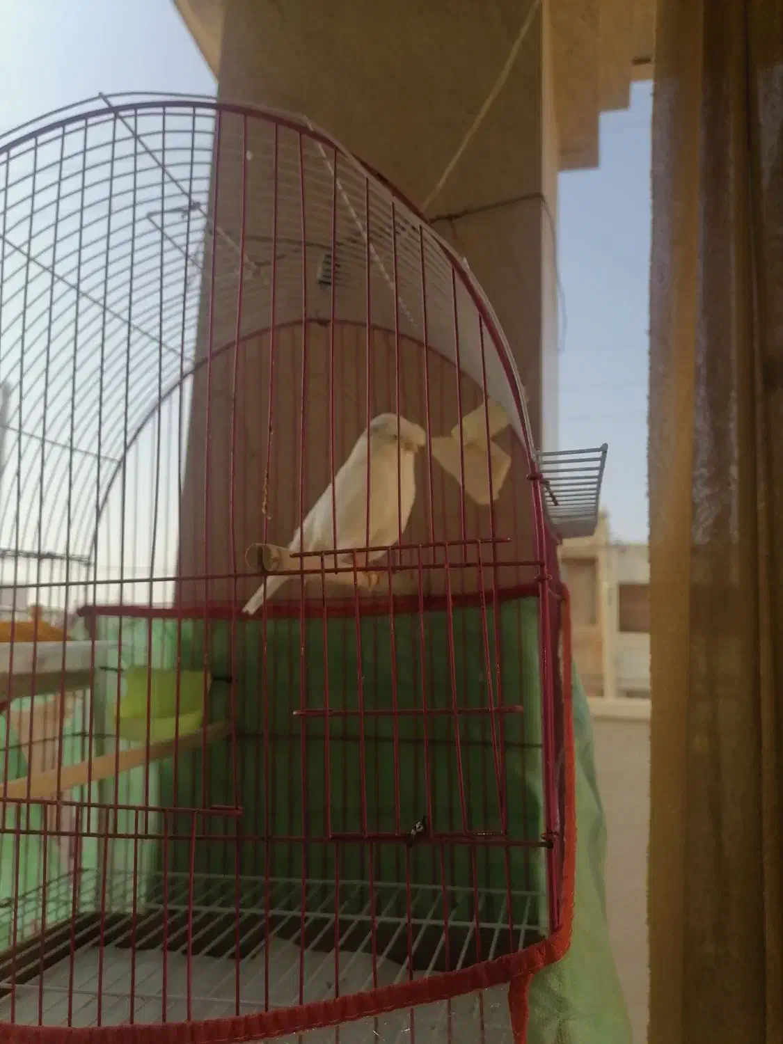 قناری|پرنده|برازجان, |دیوار