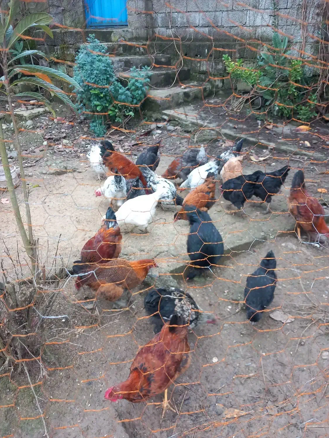 مرغ خروس نیمچه|حیوانات مزرعه|کلاچای, |دیوار